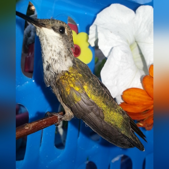 🌞1/31 Please See Update In Comments Gang! 🫶Happy Groundhogs Day! - Picture 15 of 16